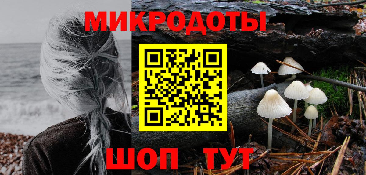 Псилоцибиновые грибы Psilocybe Мончегорск